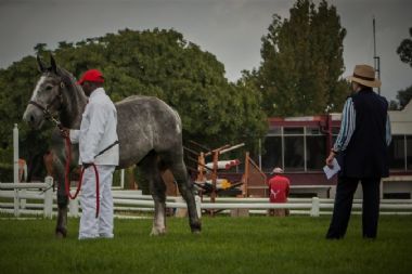 Champion Colt under 12 months
